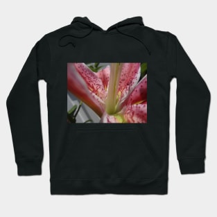 Beautiful photograph of lily flower Hoodie